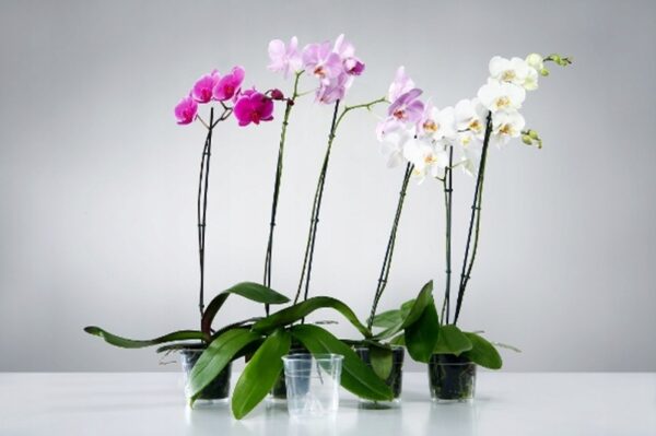 DONICZKA PRODUKCYJNA PRZEZROCZYSTA PLASTIKOWA DO SADZONEK STORCZYKA Ø 21 CM - obrazek 2