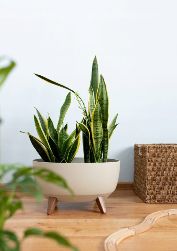 Doniczka Misa Roma na nóżkach Antracyt 24 cm Plastikowa - obrazek 4